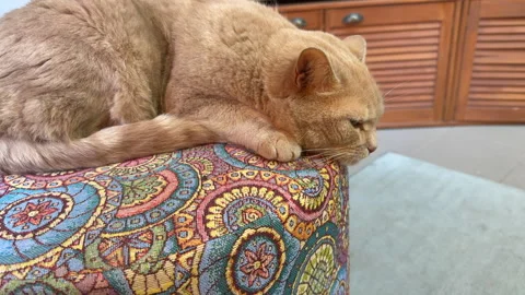 A beige cat sits on a colored pouffe and looks around Stock Footage 305502687