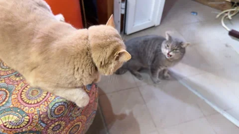 Beige cat teases gray cat in room, cat games Video stock 305502648