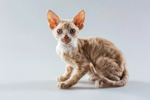 Beige Cornish Rex kitten posing and looking at the camera Stock Photos