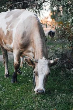 Beige cow pasturing with head down to grass near tree branches in meadow in Stock Photos