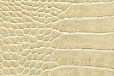 Beige crocodile leather texture Stock Photos