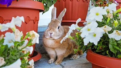 A beige decorative rabbit hids sitting among flowers. Cute Easter Bunny looking Stock Photos