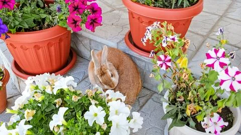 A beige decorative rabbit licks itself sitting among flowers. Cute Easter Bunny Stock Photos