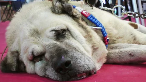 A beige dog with a collar lying on side and resting Stock Footage 320465732