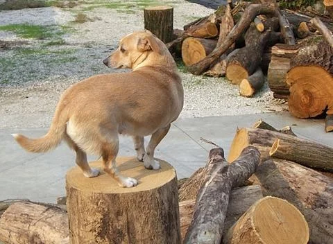 Beige dog Stock Photos
