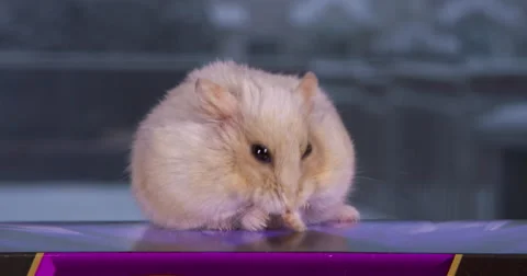 Beige dwarf hamster cleaning and grooming herself Stock Footage 63234941