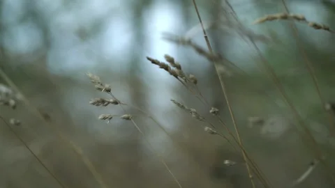 Beige ears of dry grass are sway by a strong wind in autumn. Stock Footage 215769617