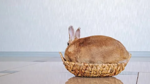 Beige Easter bunny sits in a straw woven basket. Back view. Resting domestic pet Stock Footage 318967437