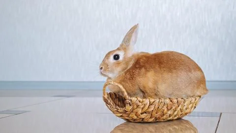 Beige Easter bunny sits in a straw woven basket and looks at the camera Stock Photos