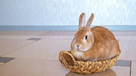 Beige Easter bunny sits in a straw woven basket and looks at the camera Stock Photos