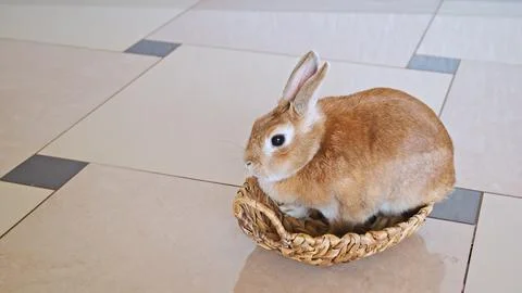 Beige Easter bunny sits in a straw woven basket and looks at the camera Stock Photos