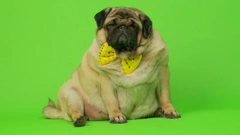 Beige fat pug with yellow bow tie on green background. Cute dog with obese Stock Footage 196189212