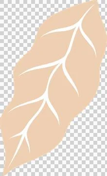 Beige flat design leaf is showing smooth flowing curves and white veins on Stock Illustration