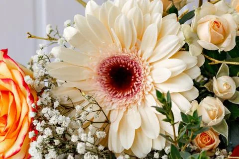 Beige gerbera closeup Stock Photos