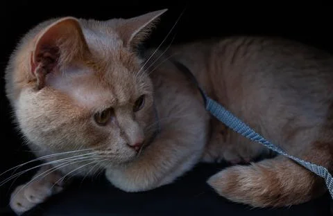 Beige ginger cat on a black background with a harness around his neck Stock Photos