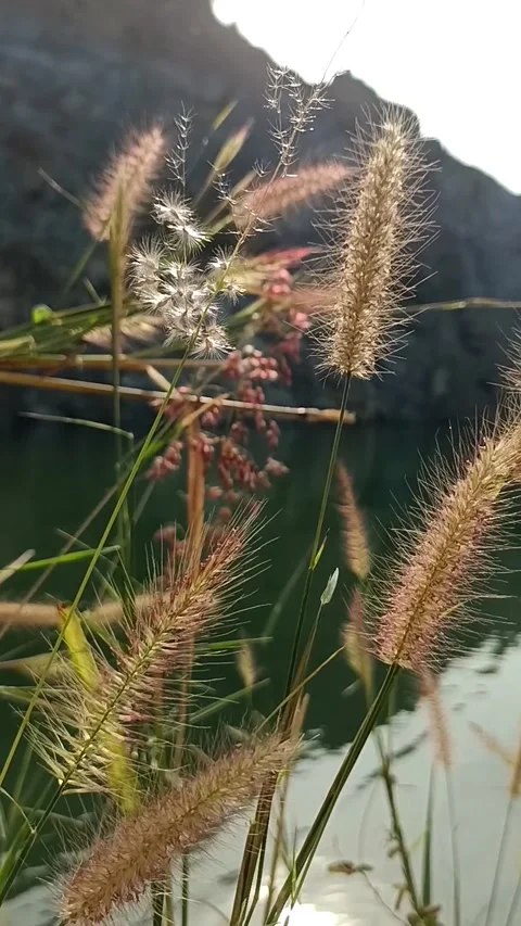 Beige grass against the background of a blue lake. Video stock 272201176