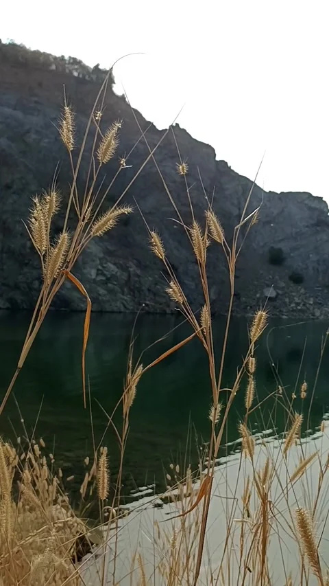 Beige grass against the background of a blue lake. Video stock 272201182
