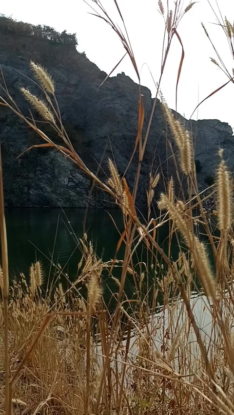 Beige grass against the background of a blue lake. Video stock 272201187