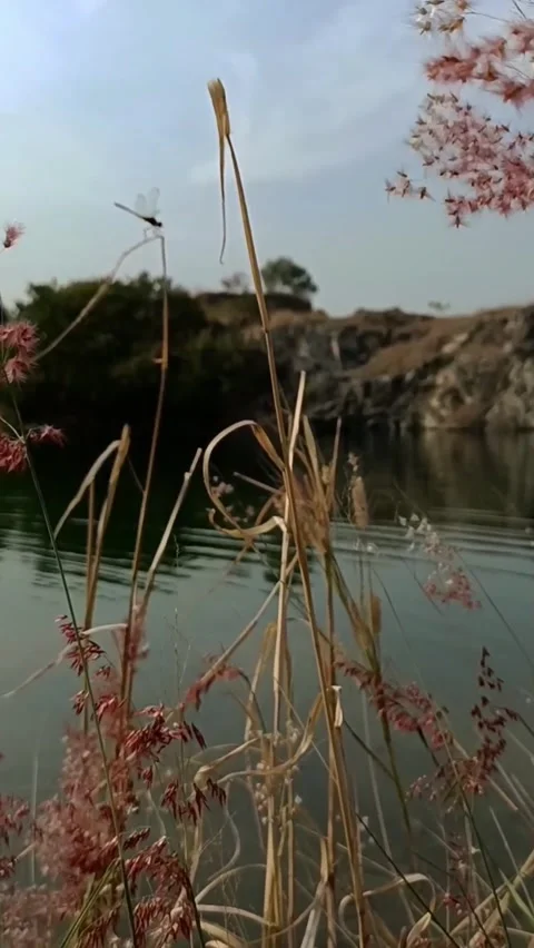 Beige grass against the background of a blue lake. Video stock 272201399