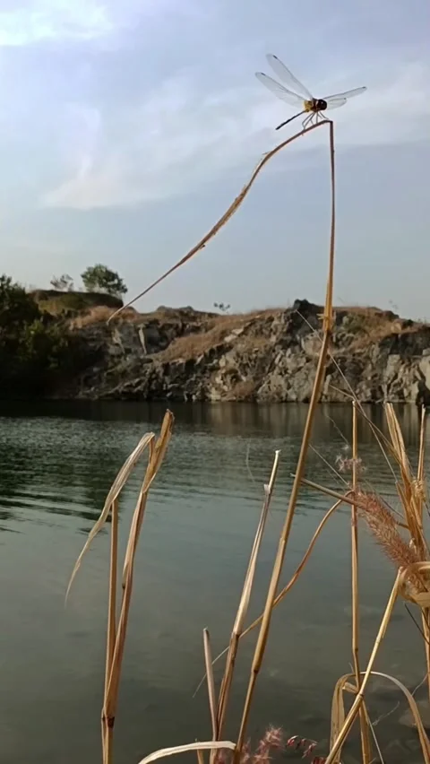 Beige grass against the background of a blue lake. Video stock 272201401