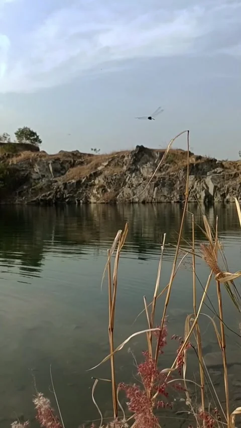 Beige grass against the background of a blue lake. Video stock 272201407