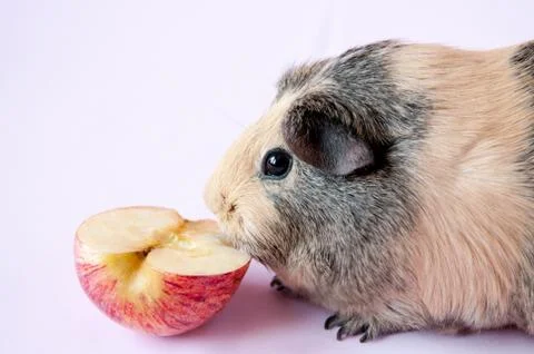 A beige Guinea pig eats a piece of red Apple on a pink background Stock Photos
