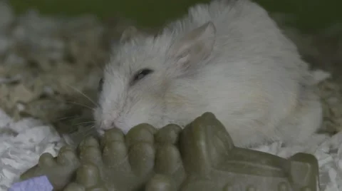 Beige hamster chews toy front view Stock-Footage 68743047