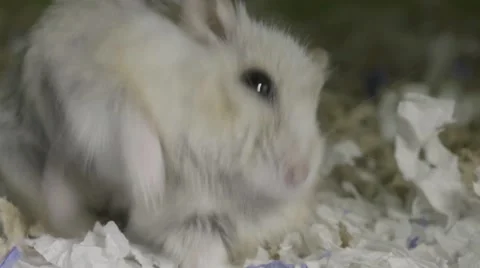 Beige hamster scratching with back legs Stock-Footage 68743570