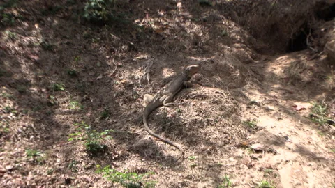 Beige iguana sunbathing next to its burrow, dry ground Stock Footage 170560193