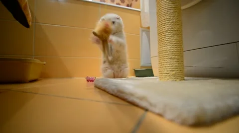 Beige kitten playing with a toy and  scratching post Stock Footage 56956220