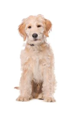Beige Labradoodle dog Stock Photos