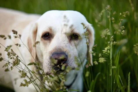 Beige labrador in grass Stock Photos