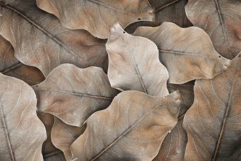 Beige leaf patterned background design space Stock Photos