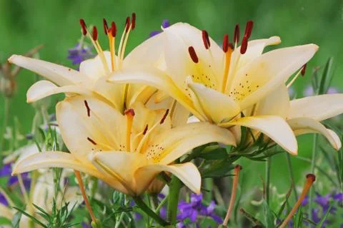 Beige lilly Stock Photos