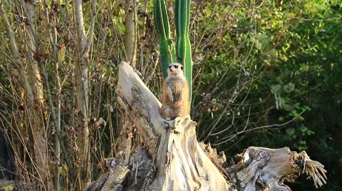 Beige meerkat sitting on a tree stump on a background of trees and cactus. Video stock 69060434