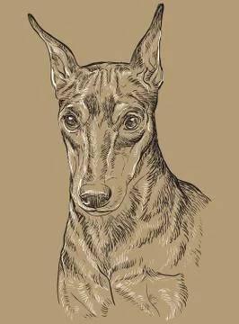 Beige Miniature Pinscher vector hand drawing portrait Stock Illustration