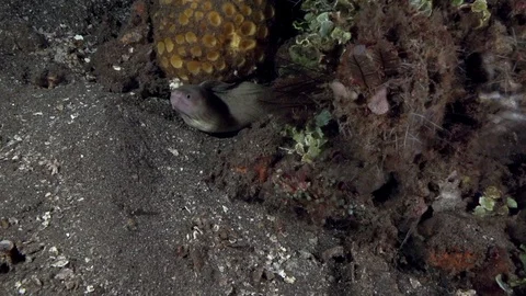 Beige moray eel (Gymnothorax sp.2) in the corals in Zulu sea Video stock 89560461