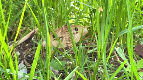 A beige moth crawls on a blade of grass and tries to take off Stock Footage 196010109