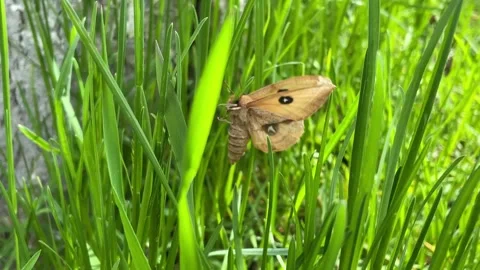 A beige moth crawls on a blade of grass and tries to take off Stock Footage 197178828
