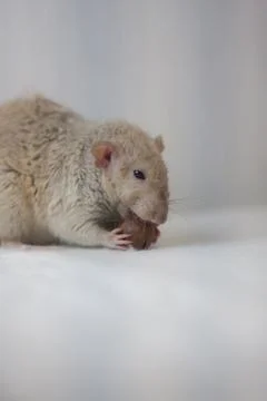 Beige mouse gnaws a nut. Mouse nutrition and vitamins. Stock Photos