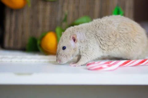Beige mouse. Mouse on the table. Rat in the kitchen. Stock-Fotos