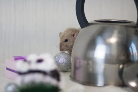 Beige mouse on the table. light rat on the kitchen. Home dishes. Stock Photos