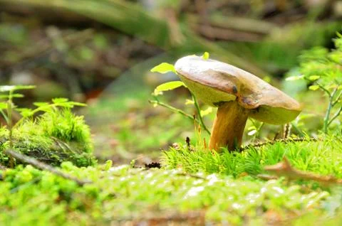 Beige mushroom in moss Stock Photos
