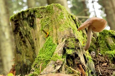 Beige mushroom on a tree stump Stock Photos