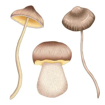 Beige mushrooms Stock Illustration
