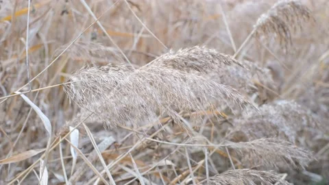Beige pampas grass close-up, a natural texture and background. Stock Footage 165225555