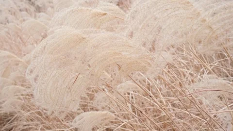 Beige pampas grass close-up, natural texture and background. Stock Footage 260359455