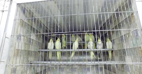 Beige parrots with a tuft. Stock Footage 77556425