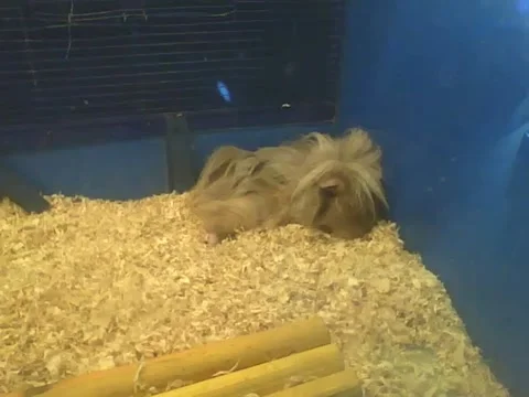 Beige peruvian guinea pig sleeping peacefully in the pet store Stock Footage 161210414