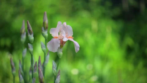 Beige pink iris, Cocoa Pink iris flower is blooming in the garden Stock Footage 310823600